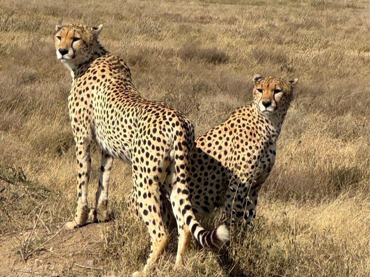 Serengeti - Image 5