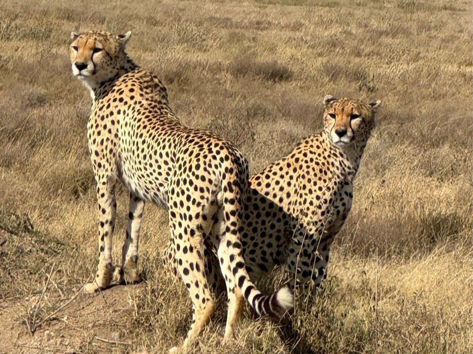 Serengeti - Image 5