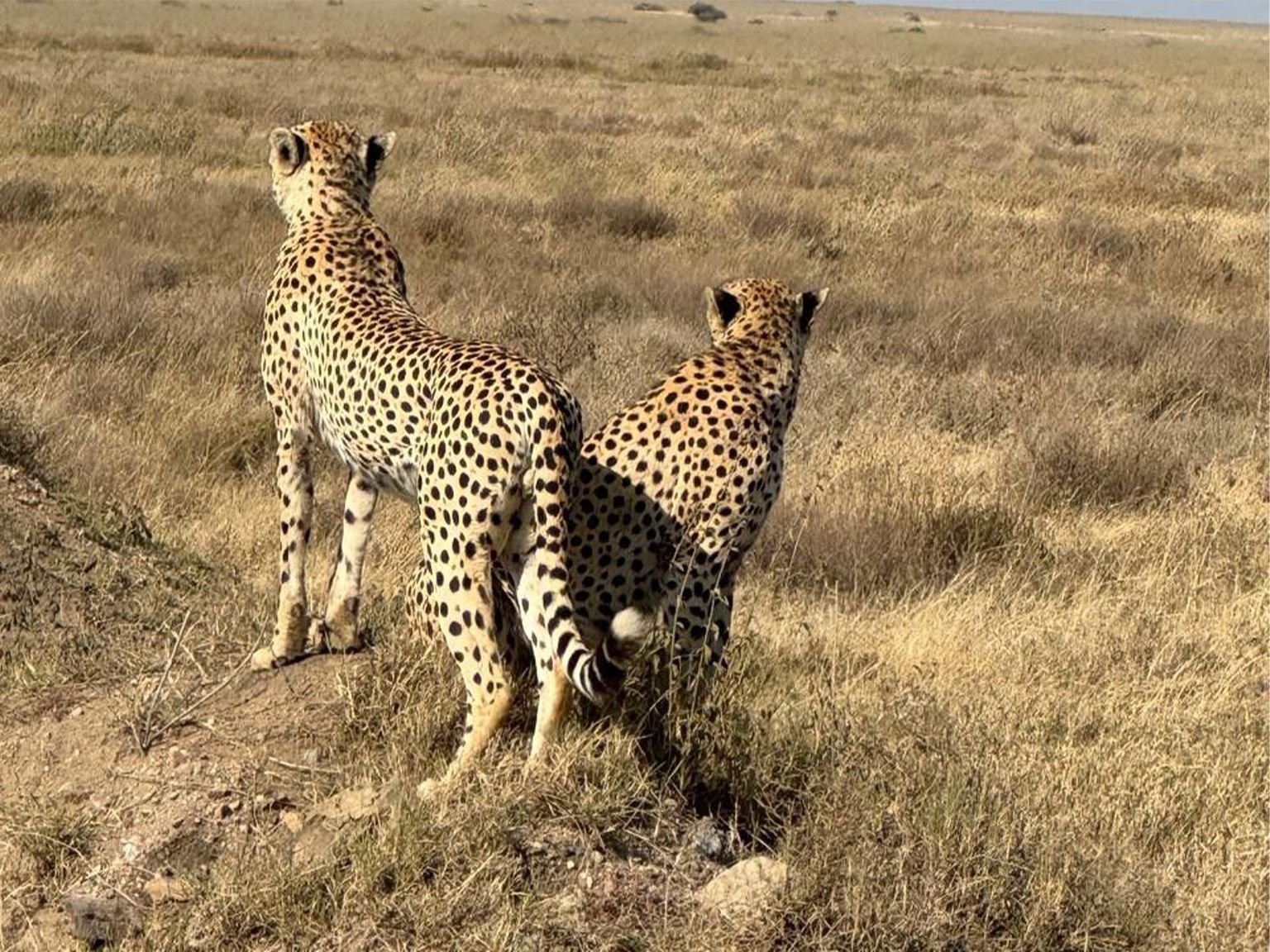 Serengeti - Image 1