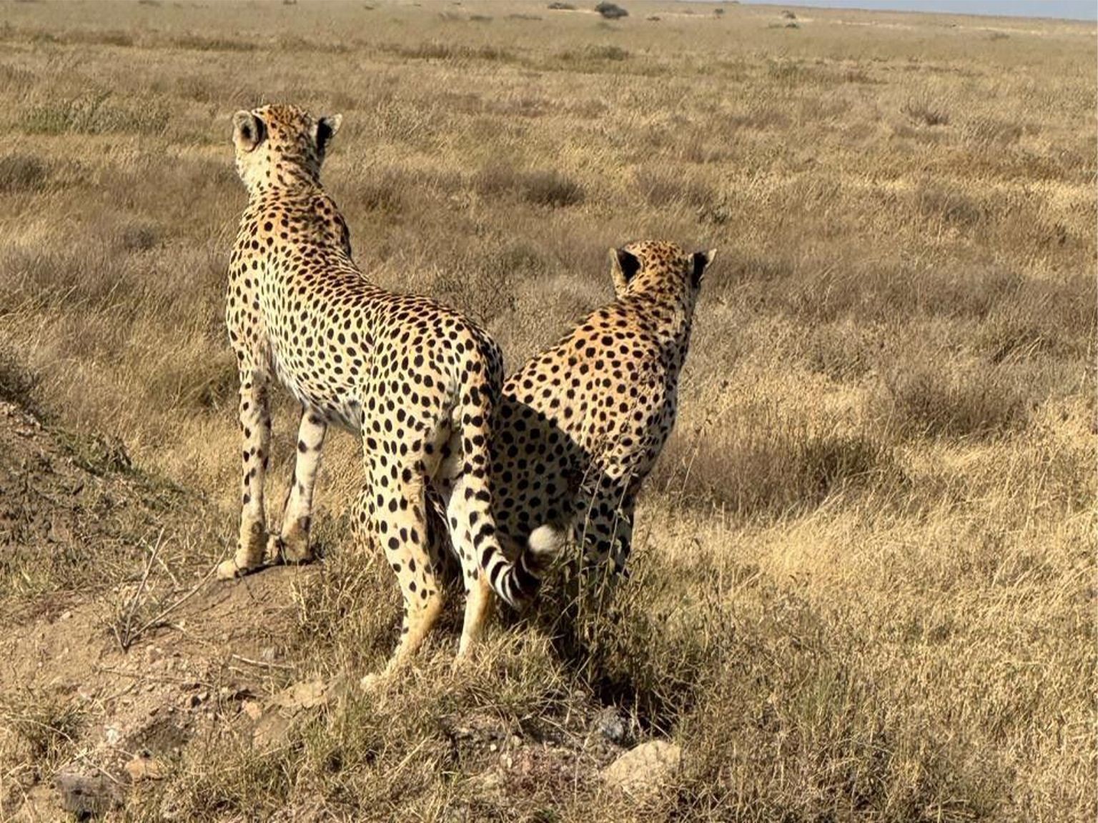 Serengeti - Image 1