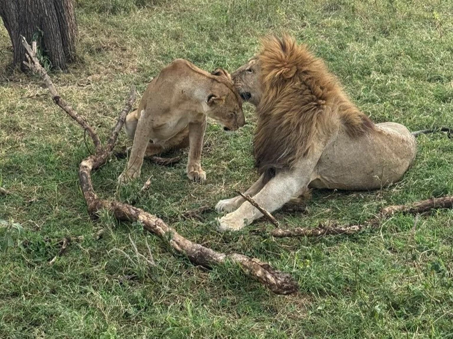 Serengeti - Image 4