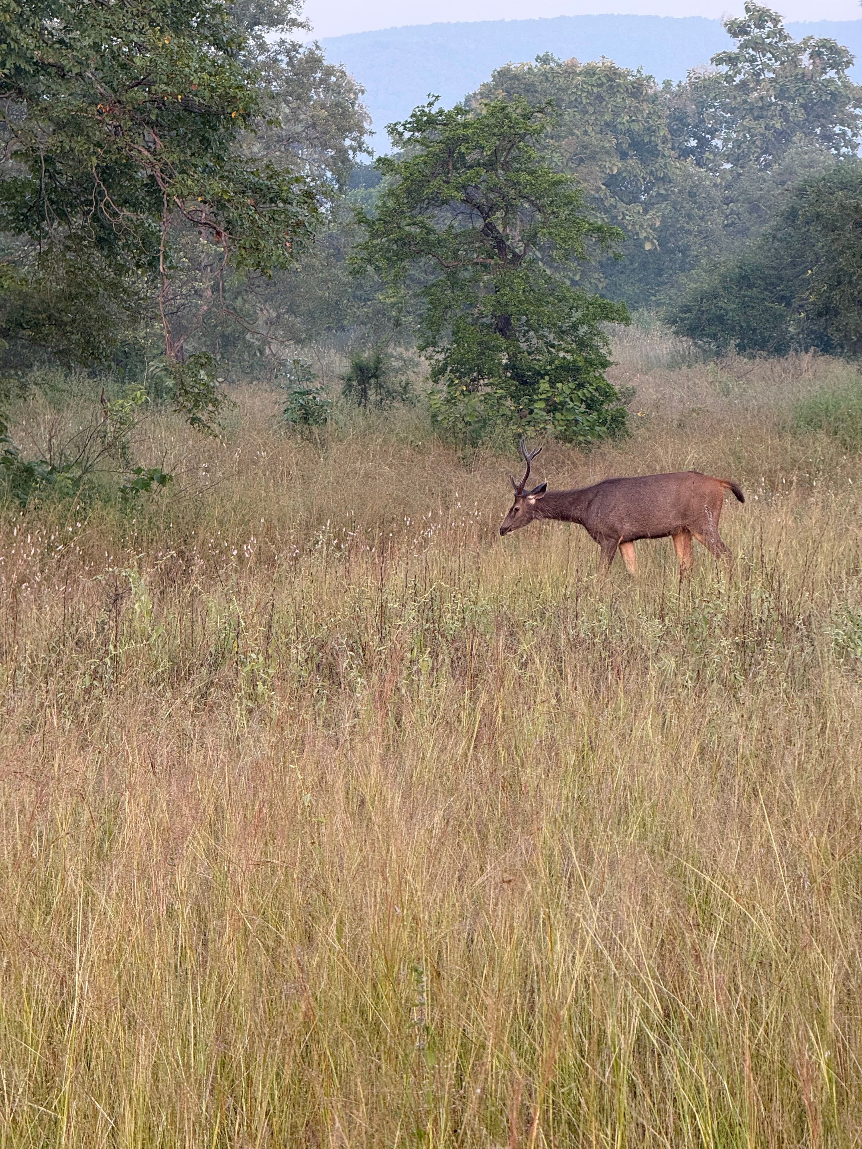 Khajuraho - Image 8