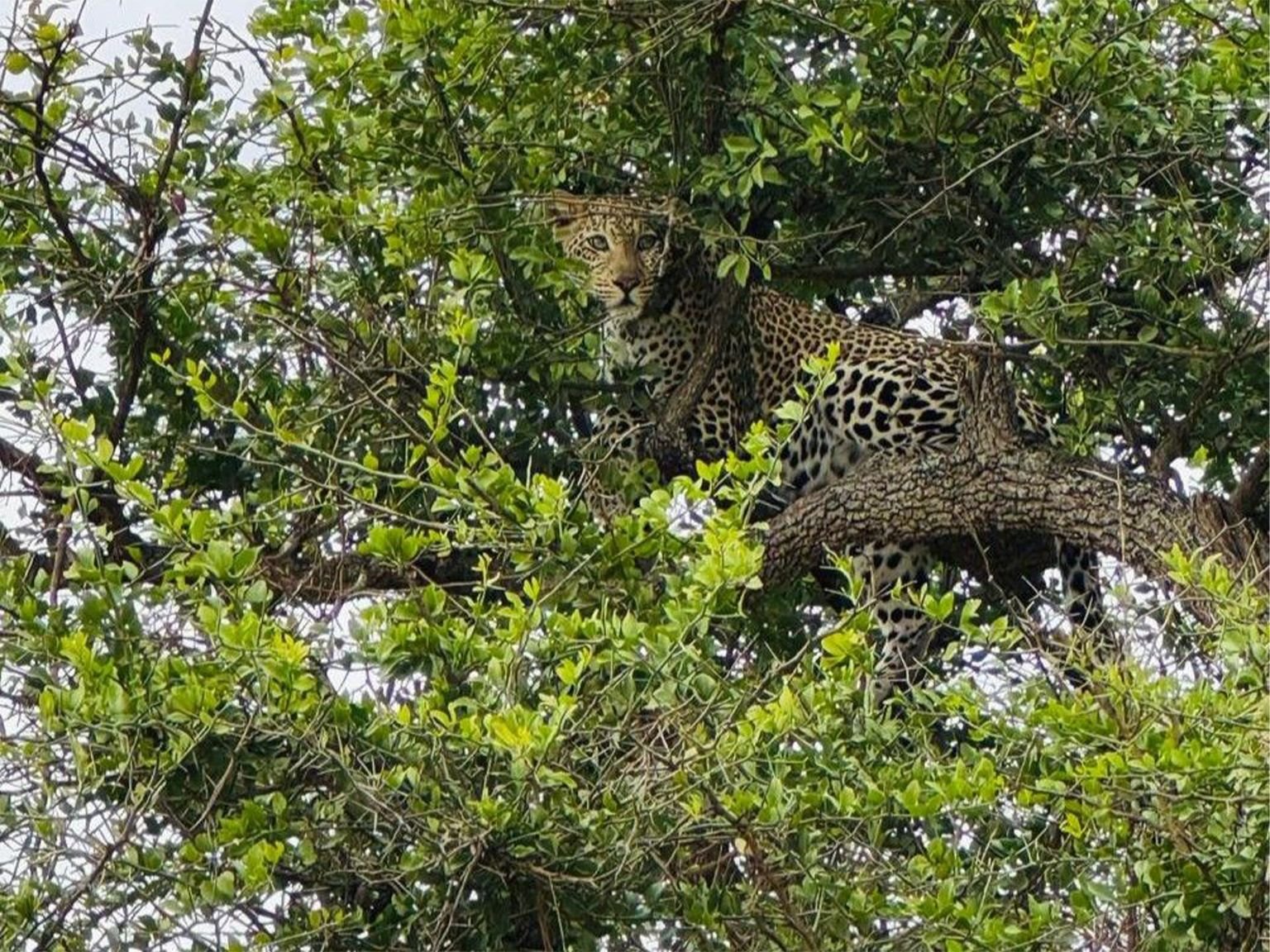 Serengeti - Image 3