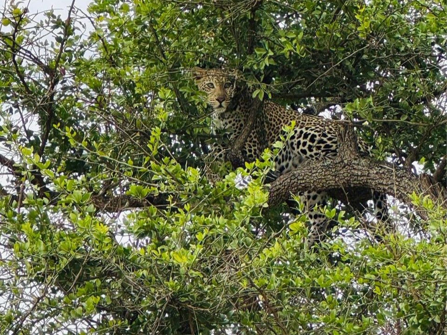 Serengeti - Image 3